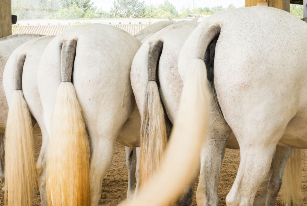 White horses