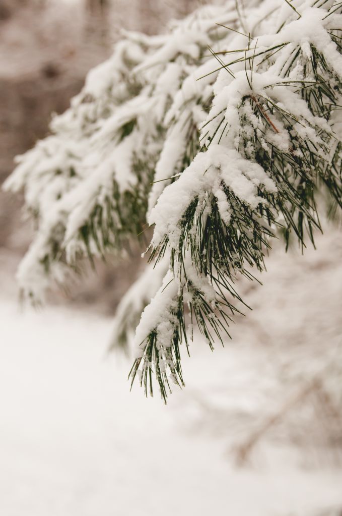 Snow on tree
