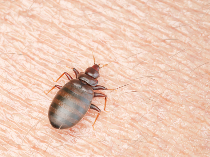 Illustration of a bedbug on human skin