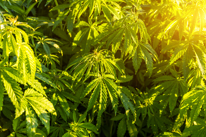 Green bushes of marijuana. Close up view of a young medical marijuana cannabis bud