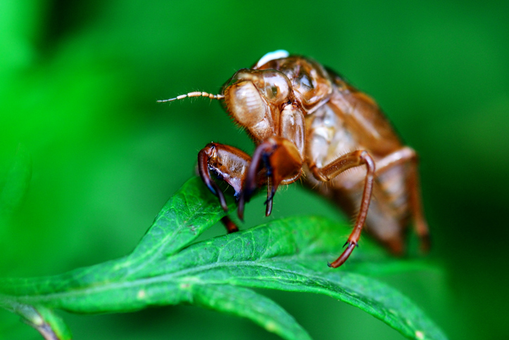 Close up of cicada slough on leaves