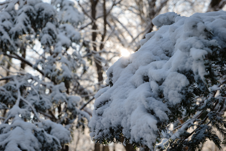 Sunrise over a Snowy Forest