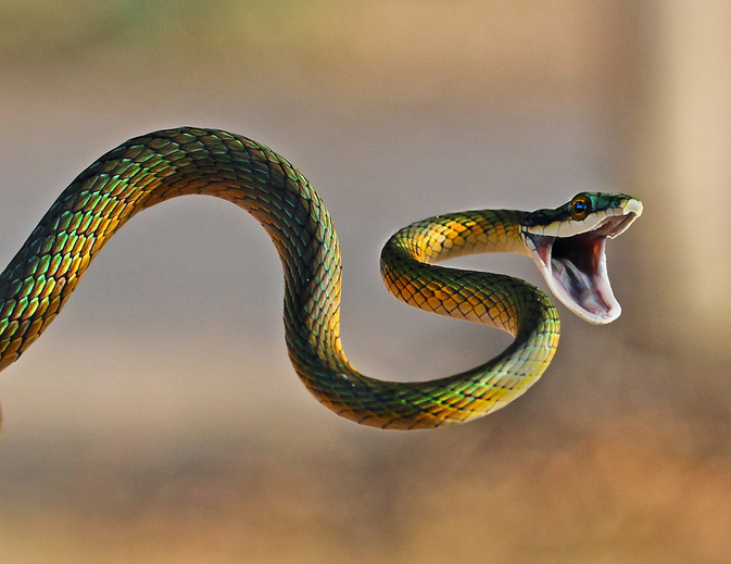 Brightly coloured parrot snake