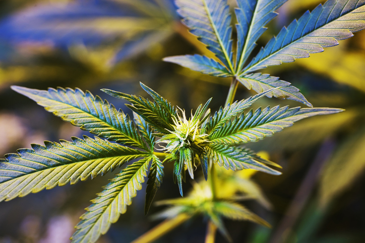 Medical marijuana cultivation