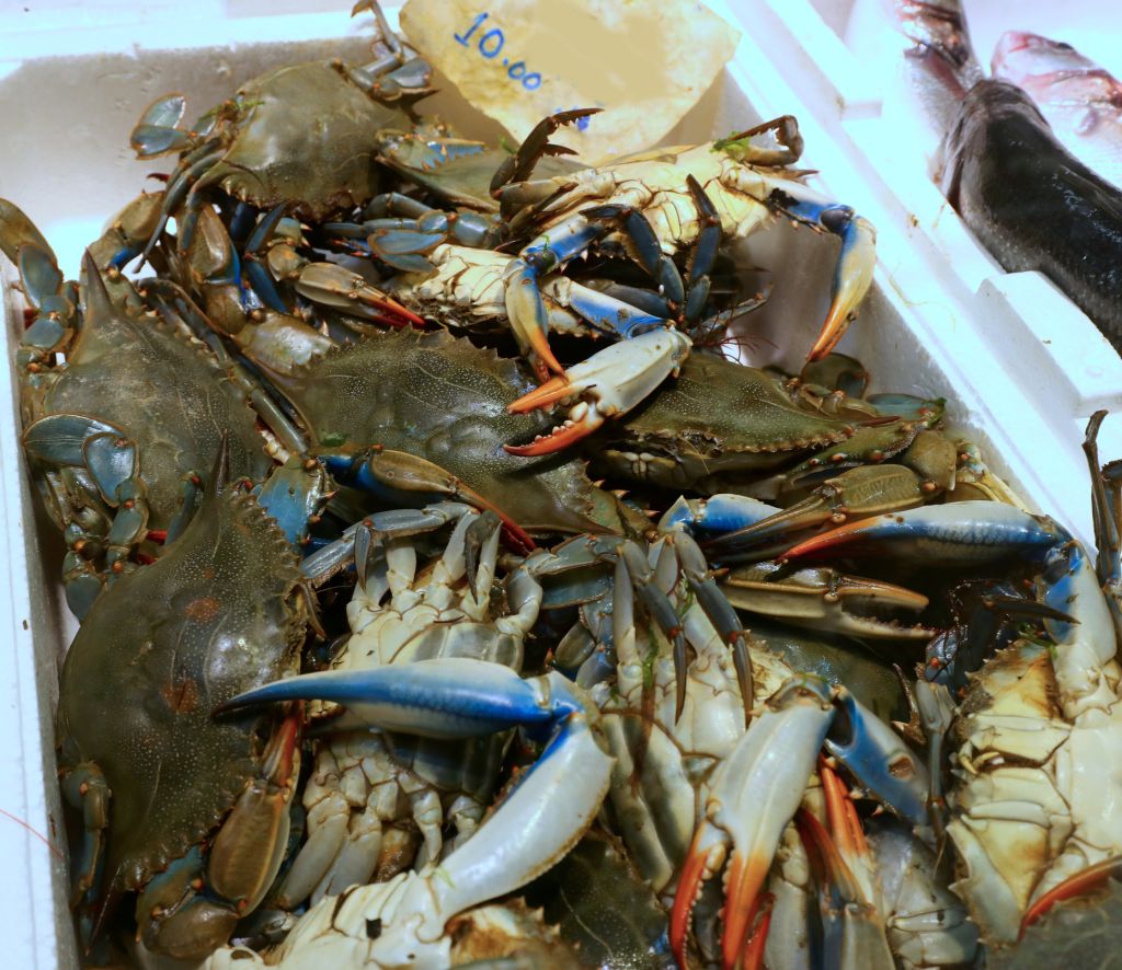 blue crab crustaceans that have gone from being a pest to a resource for lagoon fishermen