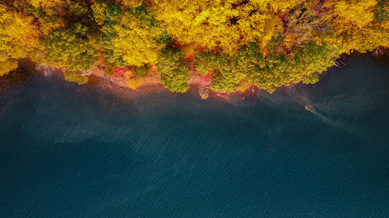 Aerial view of a lush green forest on the shore of Loch Raven Lake in Maryland
